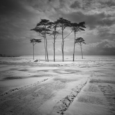 Tree of Life ｜ Toru Komatsu　小松透写真展