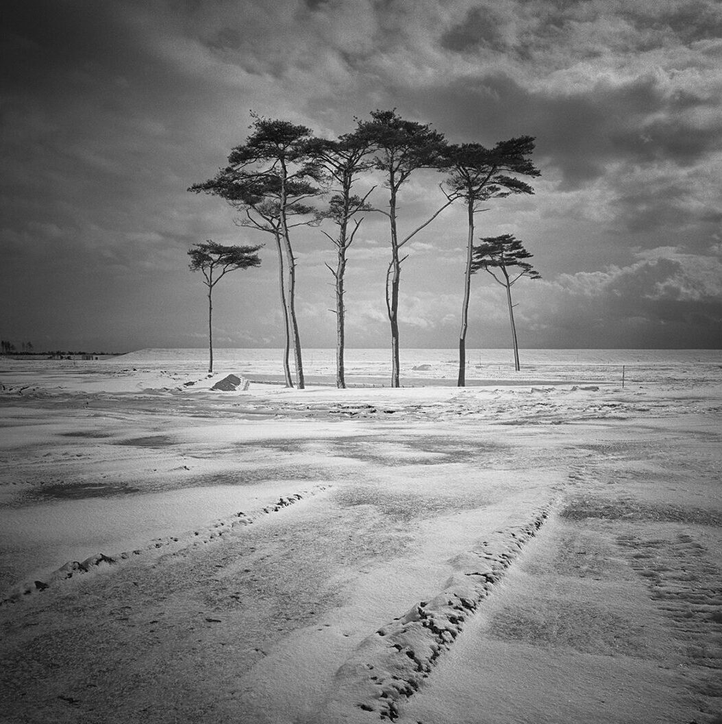 Tree of Life ｜ Toru Komatsu　小松透写真展
